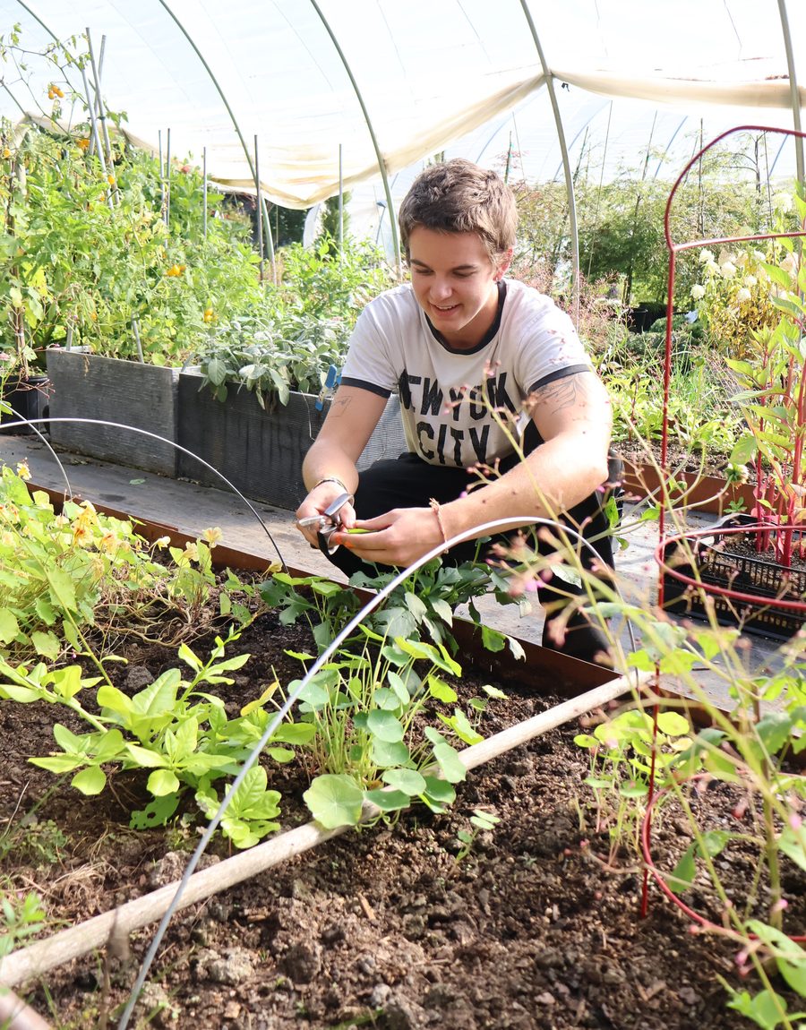 Picking herbs in the greenhouse